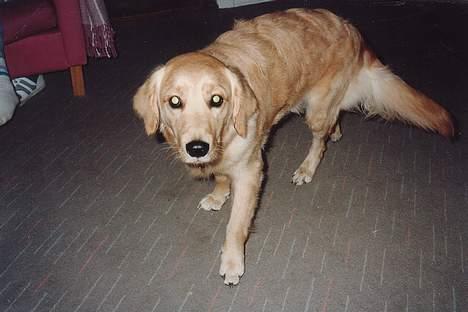 Golden retriever Lotte - Halløj =) billede 5
