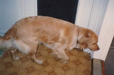 Golden retriever Lotte - gider ikke flere bilder.. billede 6