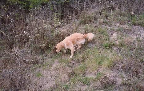 Golden retriever Lotte - Lotte på farten billede 7