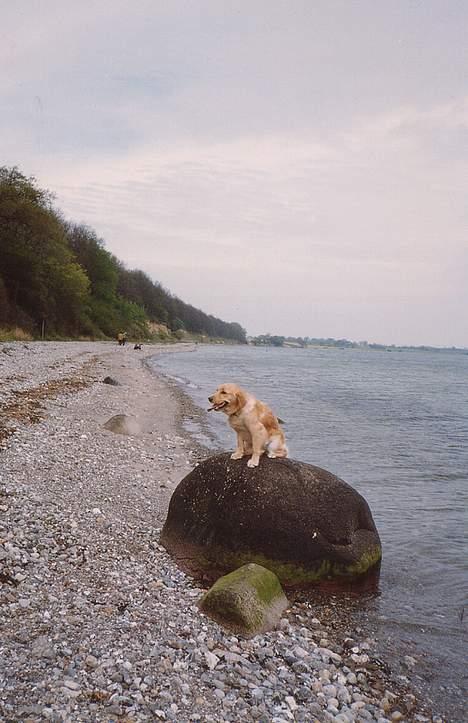 Golden retriever Lotte - Den lille havfrue billede 8