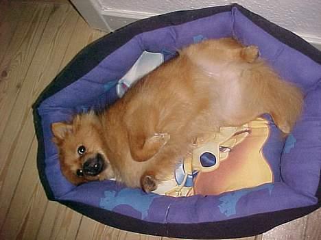 Pomeranian Foxy - Dårlig hår dag!! Gå væk med det kammera! billede 20