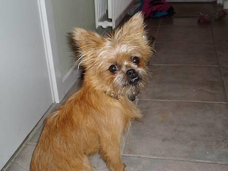 Blanding af racer Rocky - ups en dårlig hår dag... billede 1