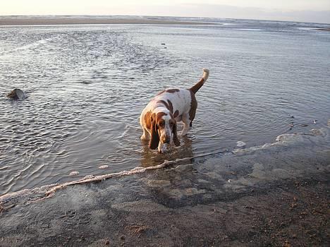 Basset hound ¤Malina¤ billede 12