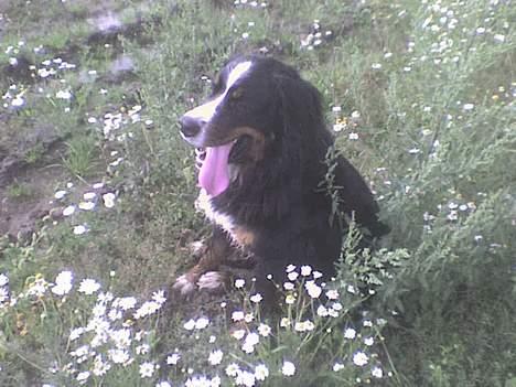 Berner sennenhund Balder (: - ~billede17~August2006, synes selv det er godt med de der blomster(: [fotograf: mig] billede 17