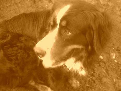 Berner sennenhund Balder (: - ~billede18~August2006. Dejliiiiig hund(: [fotograf: mig] billede 18