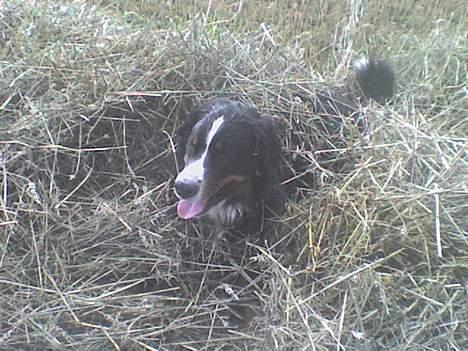 Berner sennenhund Balder (: - ~billede19~August2006. Hehe. Balder i det dejlig halm/hø(: [fotograf: mig] billede 19