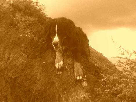 Berner sennenhund Balder (: - ~billede20~August2006. En lille bjerghund :D .. [fotograf: mig] billede 20