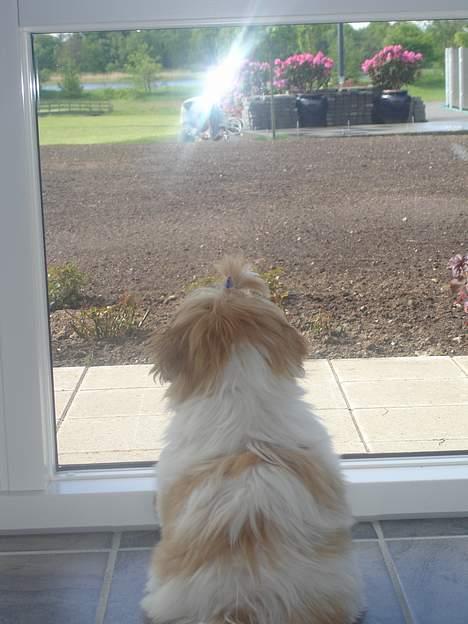 Shih tzu Georg - Ælsker at kigge ud a vinduet billede 6