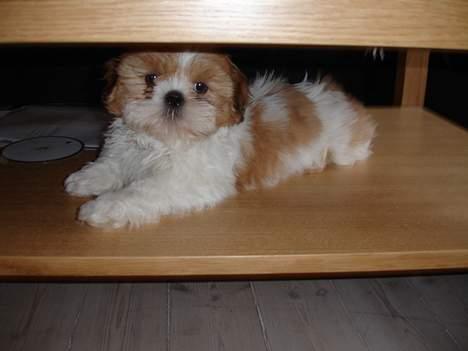 Shih tzu Georg billede 7