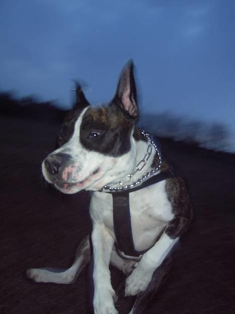 Blanding af racer Jack billede 5