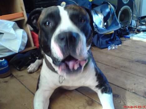 Blanding af racer Jack billede 6