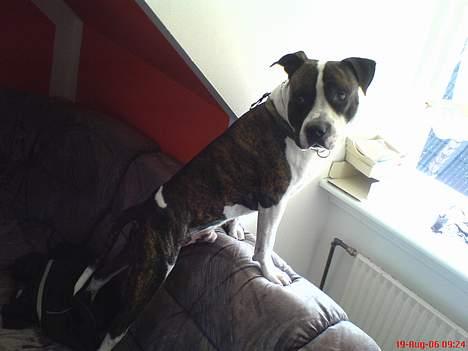 Blanding af racer Jack billede 7