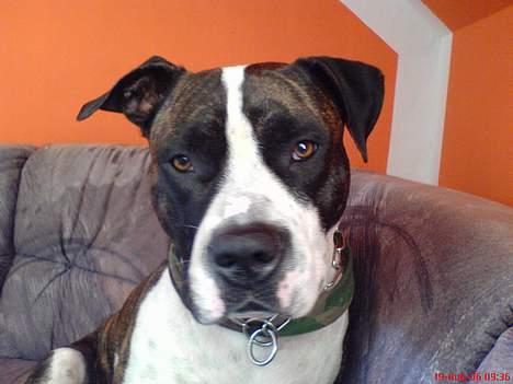 Blanding af racer Jack billede 8