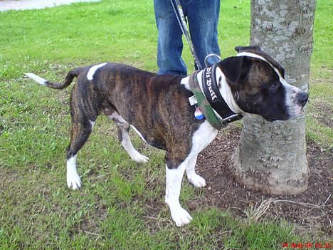 Blanding af racer Jack billede 9