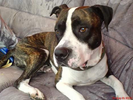 Blanding af racer Jack billede 10