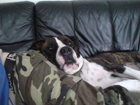 Blanding af racer Jack billede 11