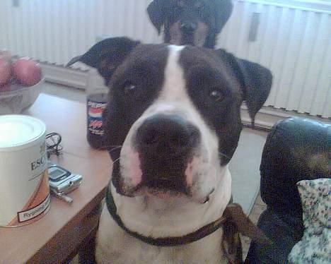 Blanding af racer Jack billede 12