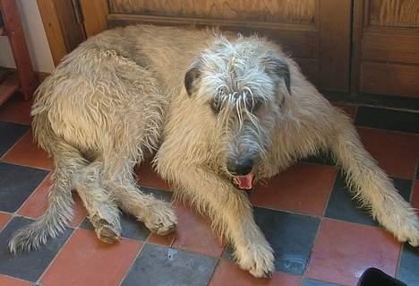 Irsk ulvehund Egholm´s McMillan Myler - "MULLE" billede 1