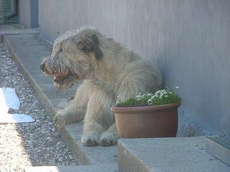 Irsk ulvehund Egholm´s McMillan Myler - "Mulle" nyder skyggen i varmen :o) billede 2