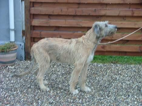Irsk ulvehund Egholm´s McMillan Myler - "Mulle" 4 mdr. gammel billede 3