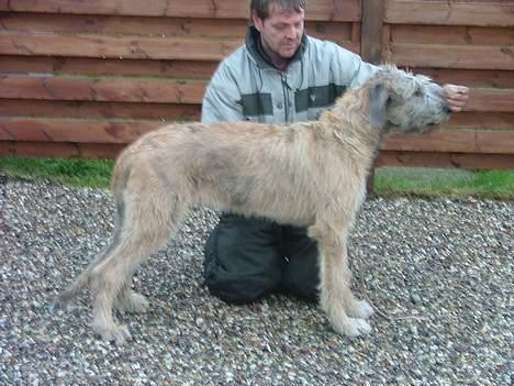 Irsk ulvehund Egholm´s McMillan Myler - "Mulle" trænes....så han snart kan komme til sin første udstilling (4 mdr) billede 4