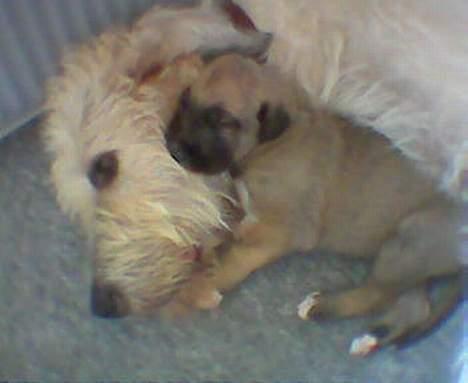 Irsk ulvehund Egholm´s McMillan Myler - "MULLE" og moar :o) billede 5