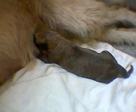 Irsk ulvehund Egholm´s McMillan Myler - Nyfødt....få timer gammel billede 6