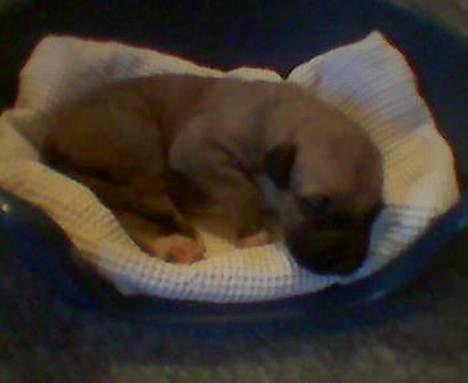 Irsk ulvehund Egholm´s McMillan Myler - Nu vil jeg gerne sove lidt... ZZZZZZZ! billede 7