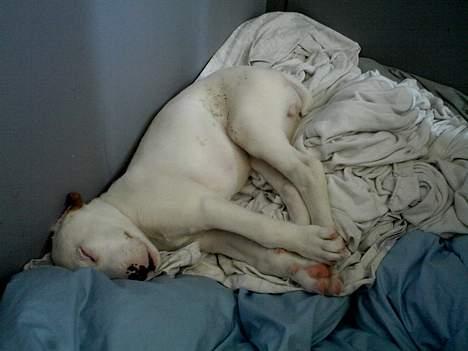 Amerikansk bulldog Fiona billede 1