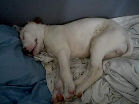 Amerikansk bulldog Fiona billede 2