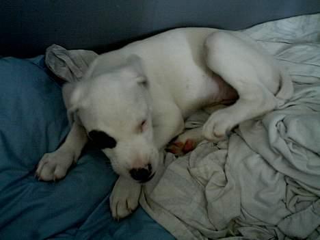 Amerikansk bulldog Fiona billede 3