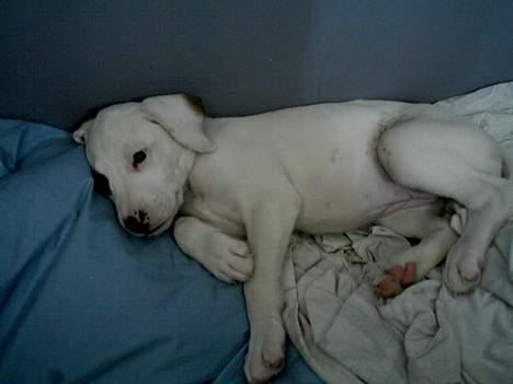 Amerikansk bulldog Fiona billede 4