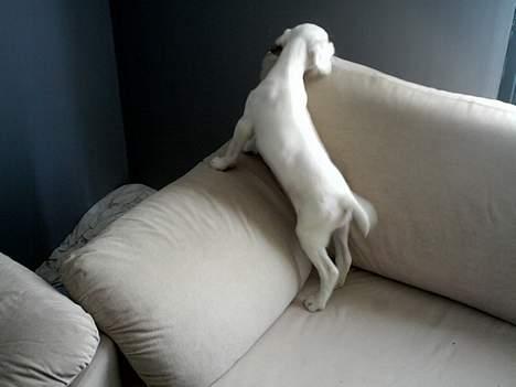 Amerikansk bulldog Fiona billede 5