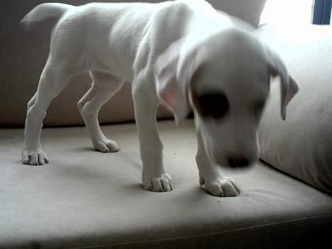 Amerikansk bulldog Fiona billede 6