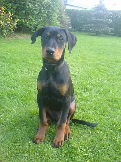 Dobermann Spike - Spike i haven billede 1