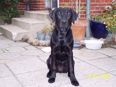 Labrador retriever Brown Hunt's Jolly Roger - Keeva vokser ... 5 mdr. billede 10