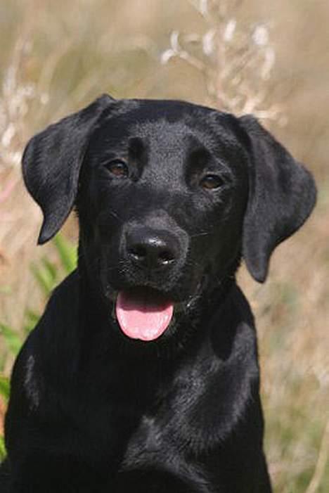 Labrador retriever Brown Hunt's Jolly Roger - Keeva til kenneltræf august 2006 billede 11