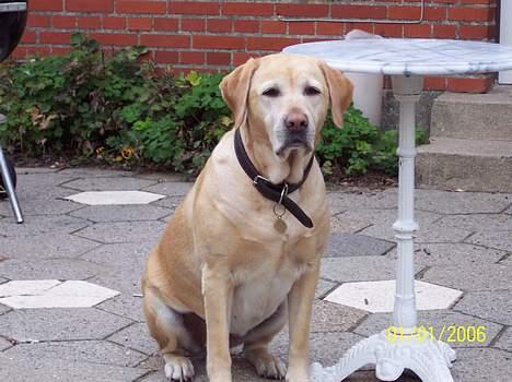 Labrador retriever Josie - Josie august 2006 billede 1