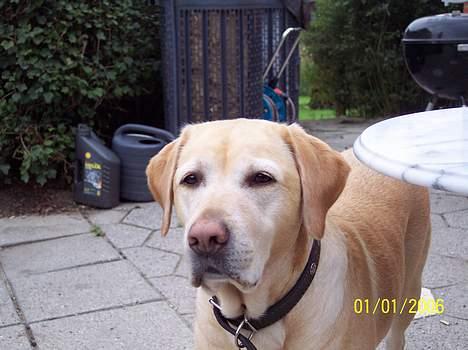 Labrador retriever Josie - Josie ditto billede 2