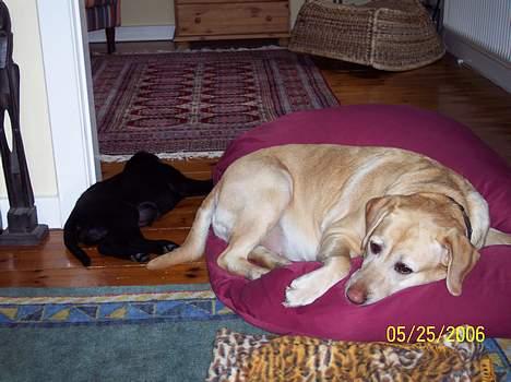 Labrador retriever Josie - Der er intet som en sækkeseng! billede 3