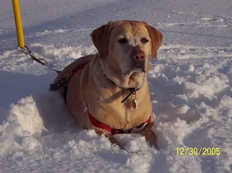 Labrador retriever Josie - Josie i sneen billede 4