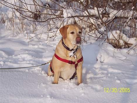Labrador retriever Josie - Josie nyder vinteren billede 5
