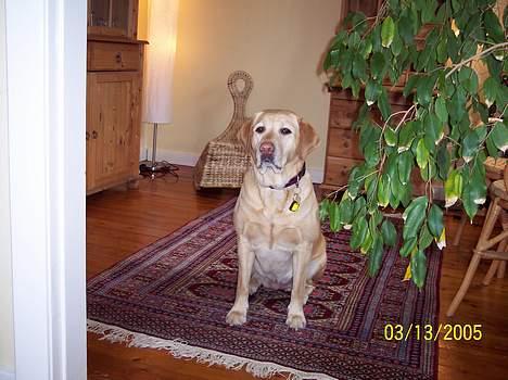 Labrador retriever Josie - Her bor jeg billede 6