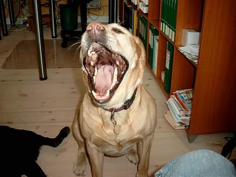 Labrador retriever Josie - Gab gab billede 7