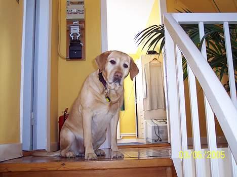 Labrador retriever Josie - Velkommen til min etage billede 8