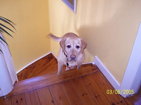 Labrador retriever Josie - Her kommer jeg billede 9