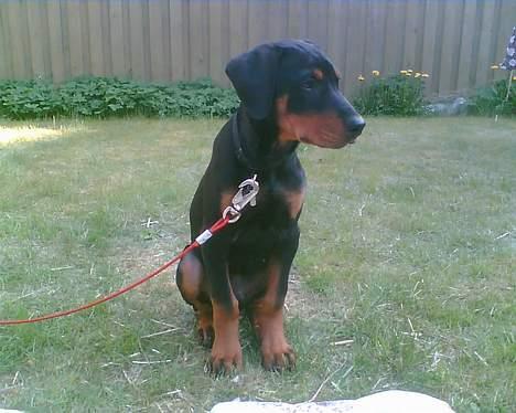 Dobermann Spike - Spike i haven billede 2