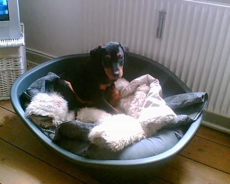 Dobermann Spike - Spike har snuppet mors jakke´ Den er jo dejlig blød. billede 3