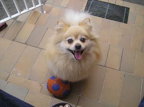 Pomeranian sandy - elsker at lege med sin bold billede 4