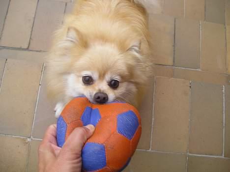 Pomeranian sandy - Rrrrr... billede 5